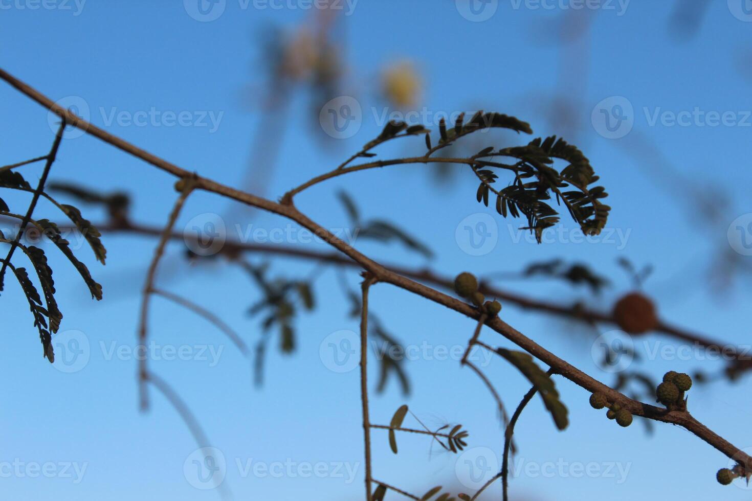 A branch with leaves and a bird on it photo