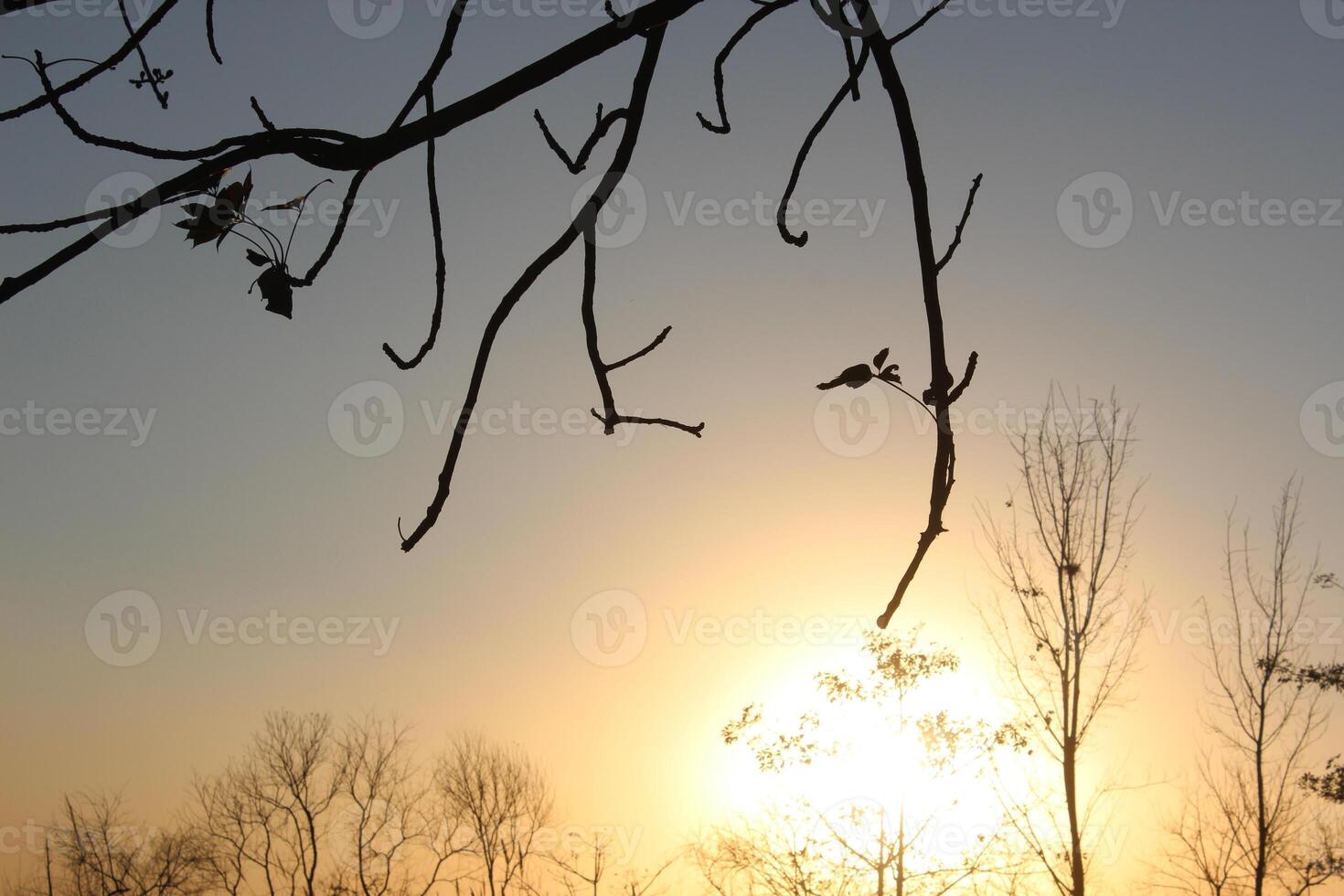 A tree with no leaves photo