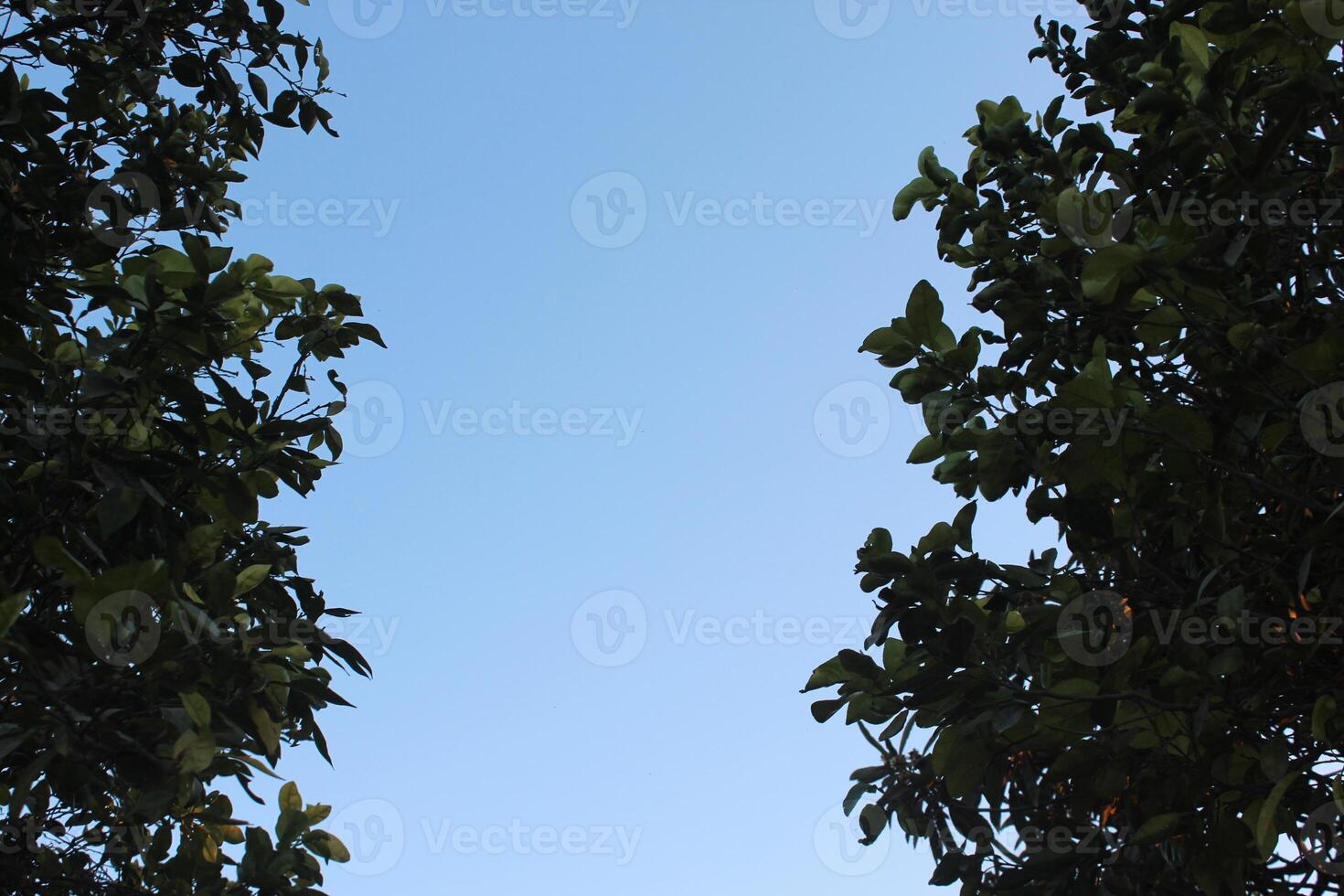 A plane flying through the trees with a blue sky photo