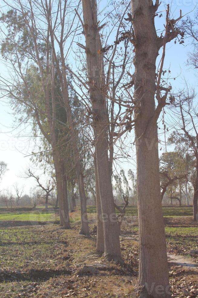 a field with trees in the background photo