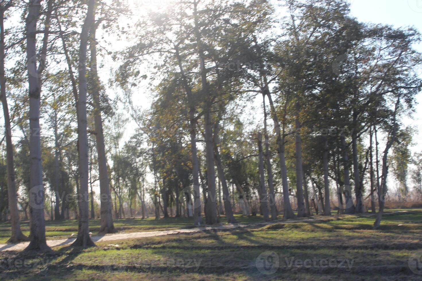 A field with trees and grass photo