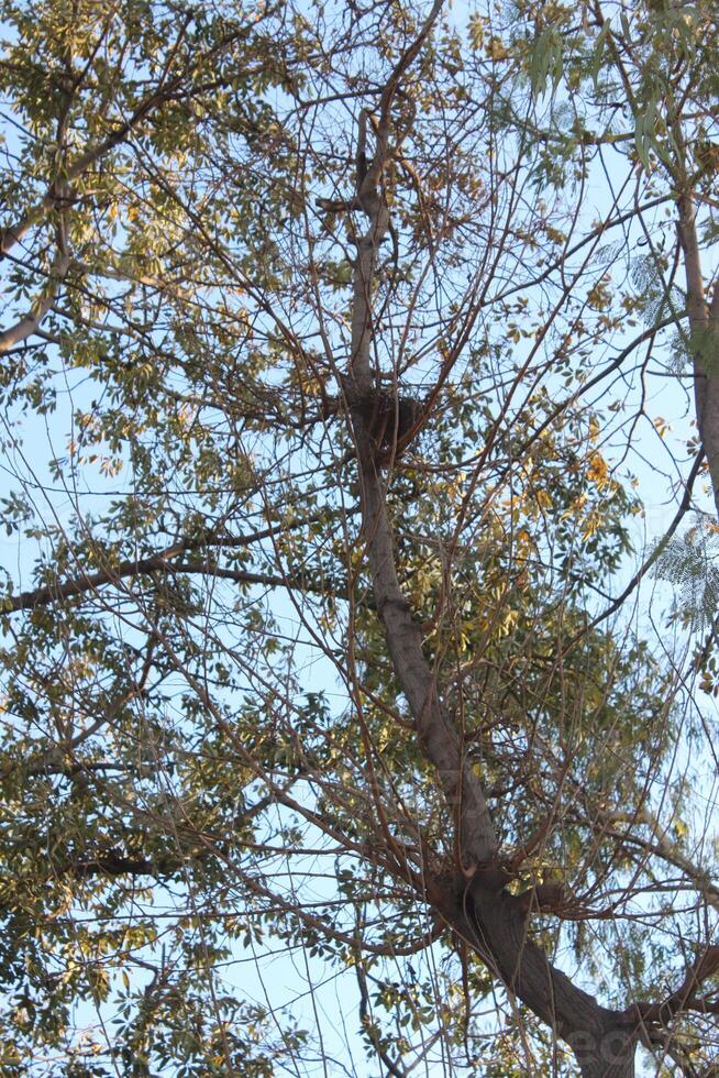 A bird is perched on a tree branch, photo
