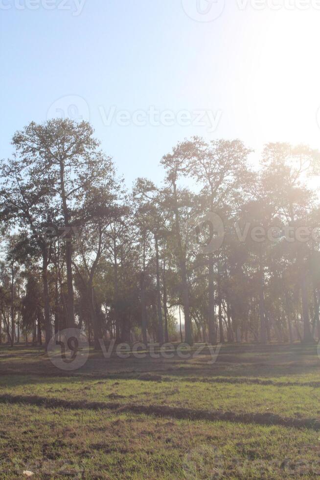 A field with a horse standing in it photo