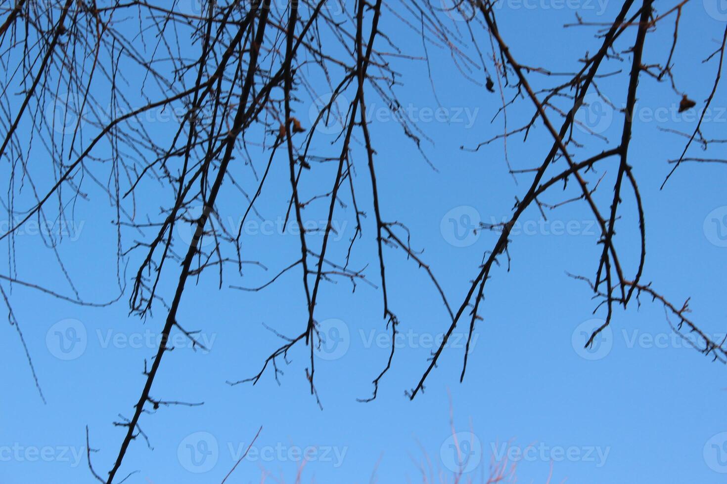 A tree with no leaves and a blue sky photo