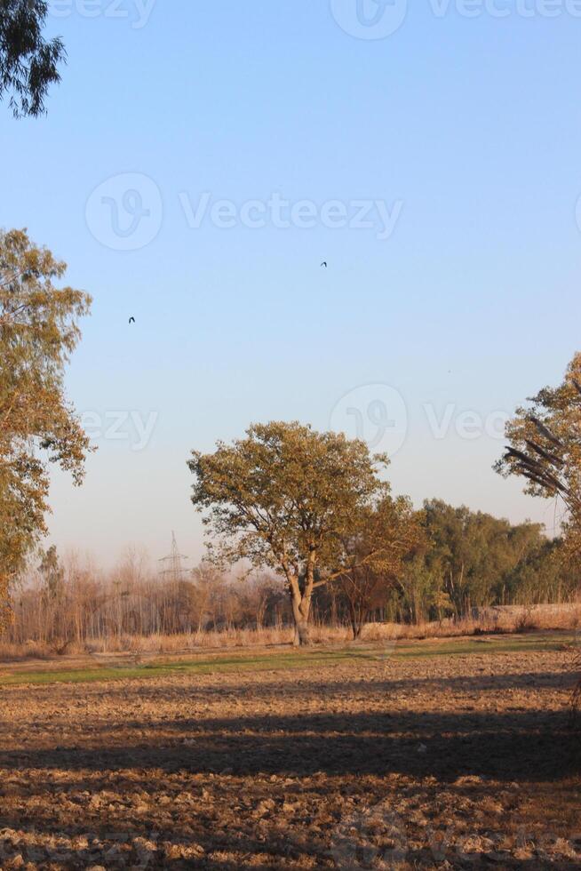 A field with a tree and a plane flying over it photo