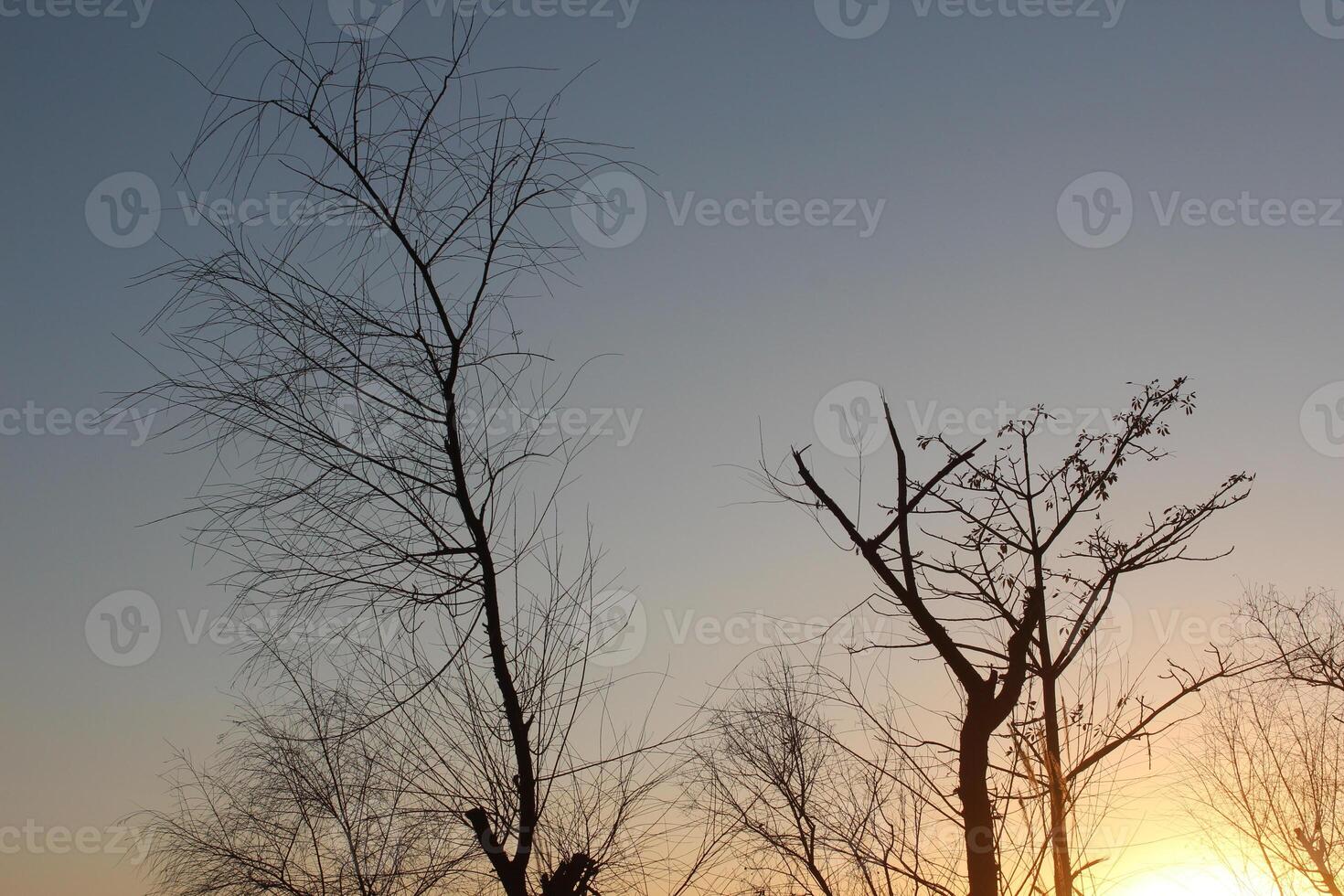 A plane flying over a field with trees in the background photo