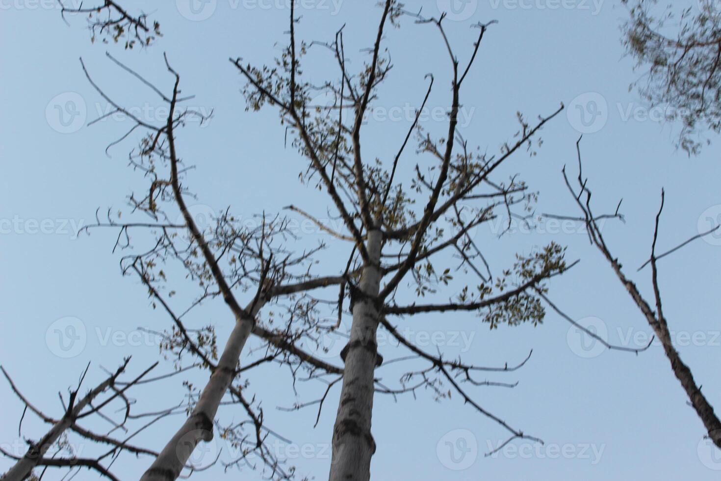 A tall tree with no leaves photo