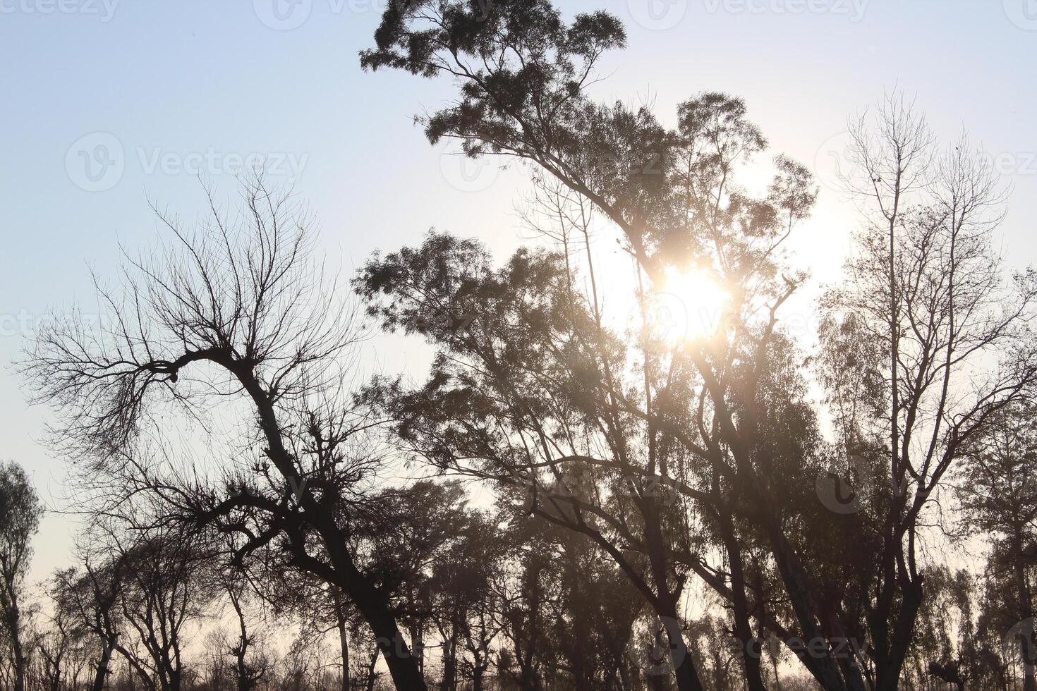 A group of trees in the sun photo
