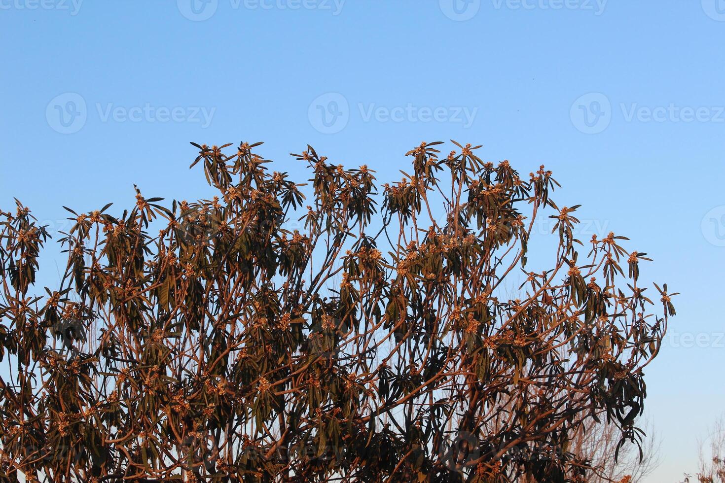A tree with leaves and a bird flying in the sky photo