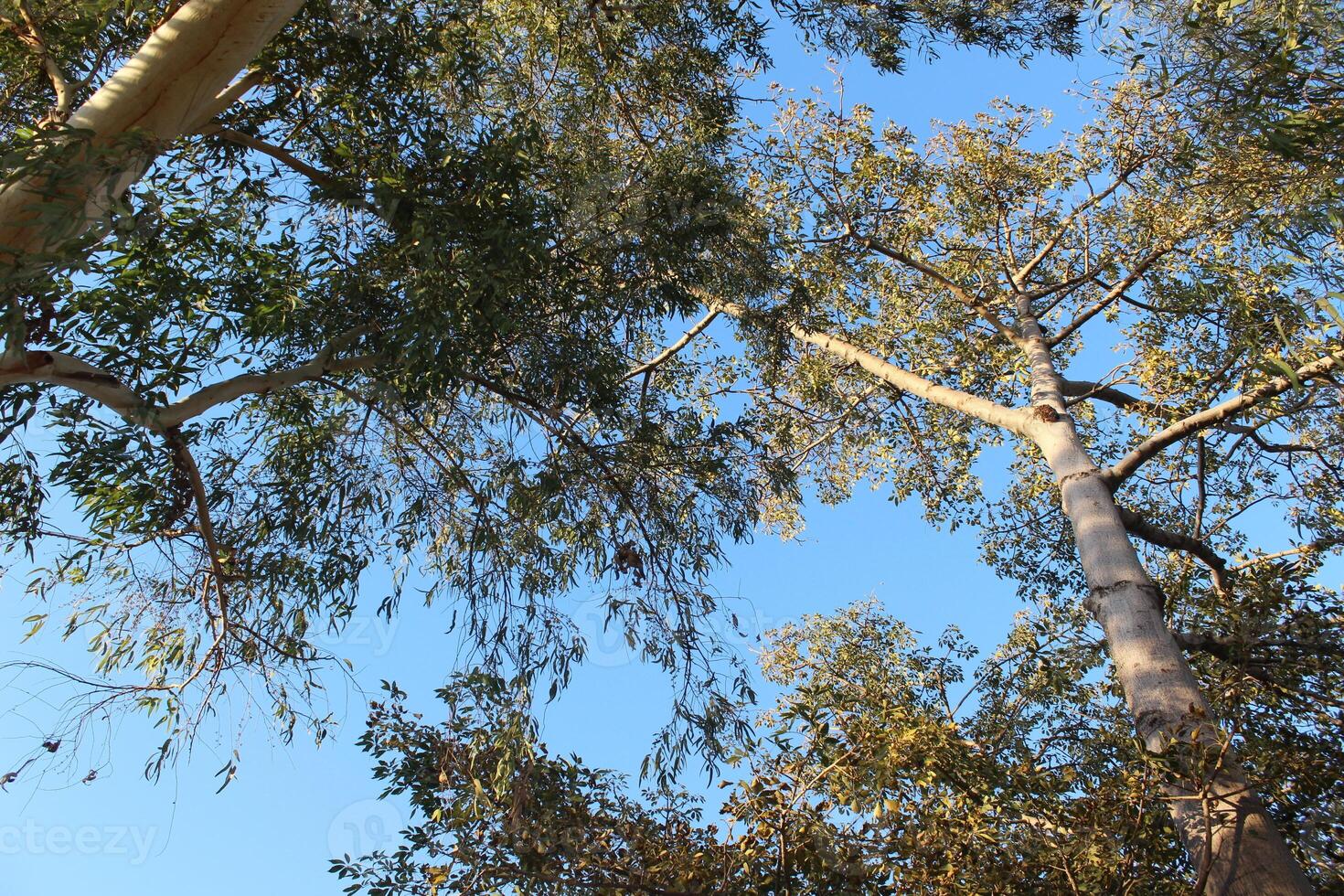 A view of a tree with a clock on it photo