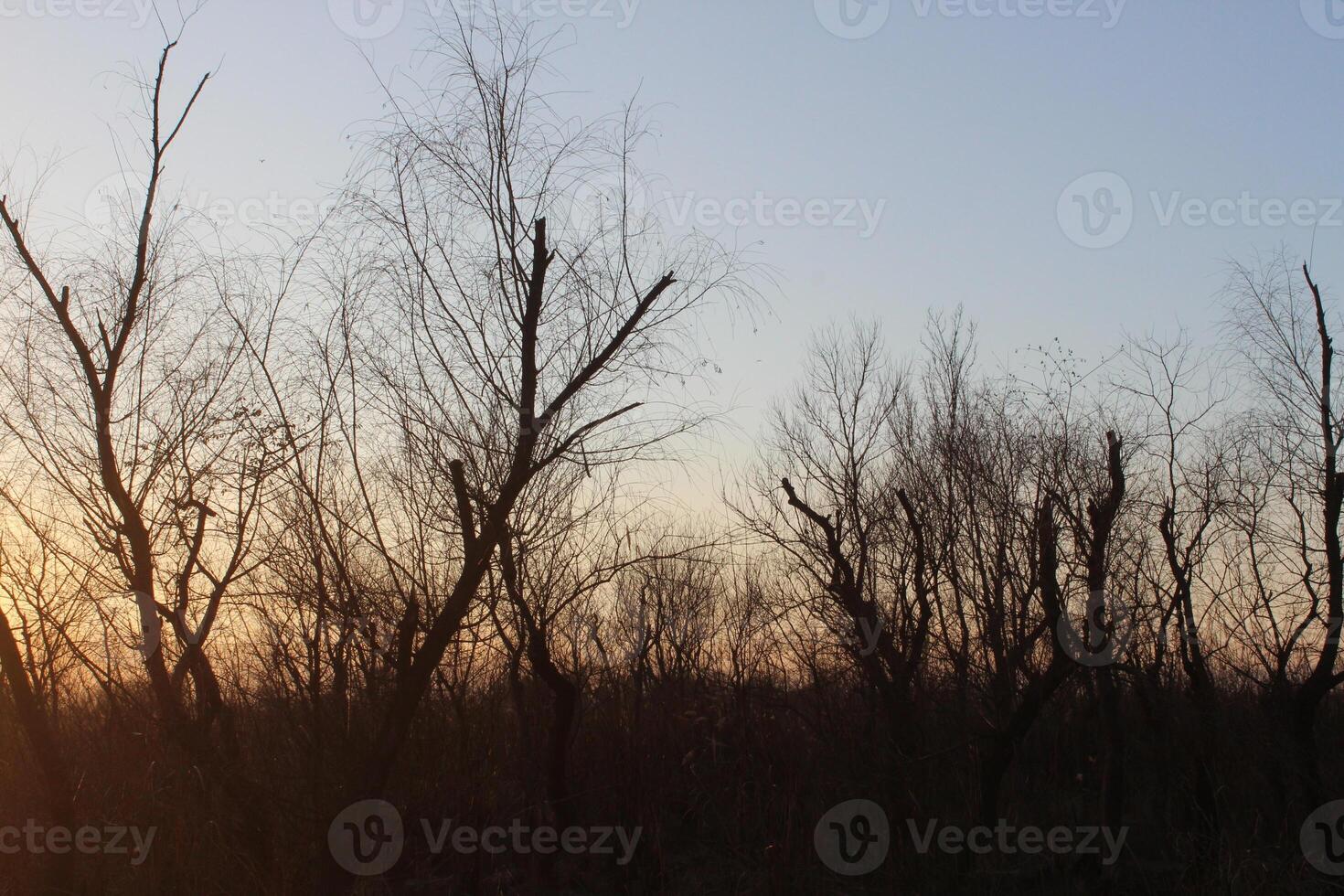 A plane flying over a field with trees in the background photo
