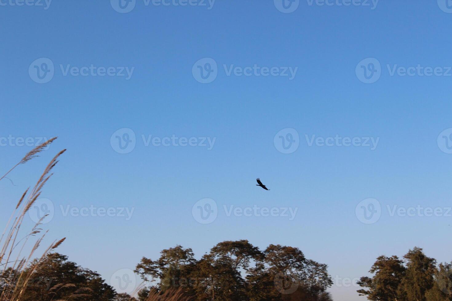 A bird flying in the sky above a field photo