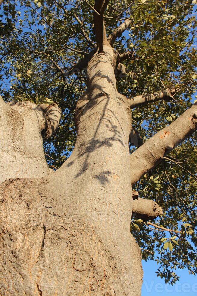 A large tree with a large trunk and many branches photo