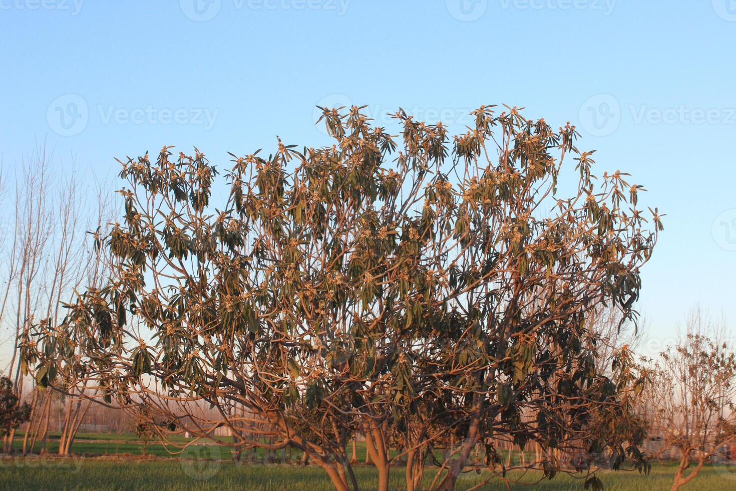 A tree with leaves on it in a field photo