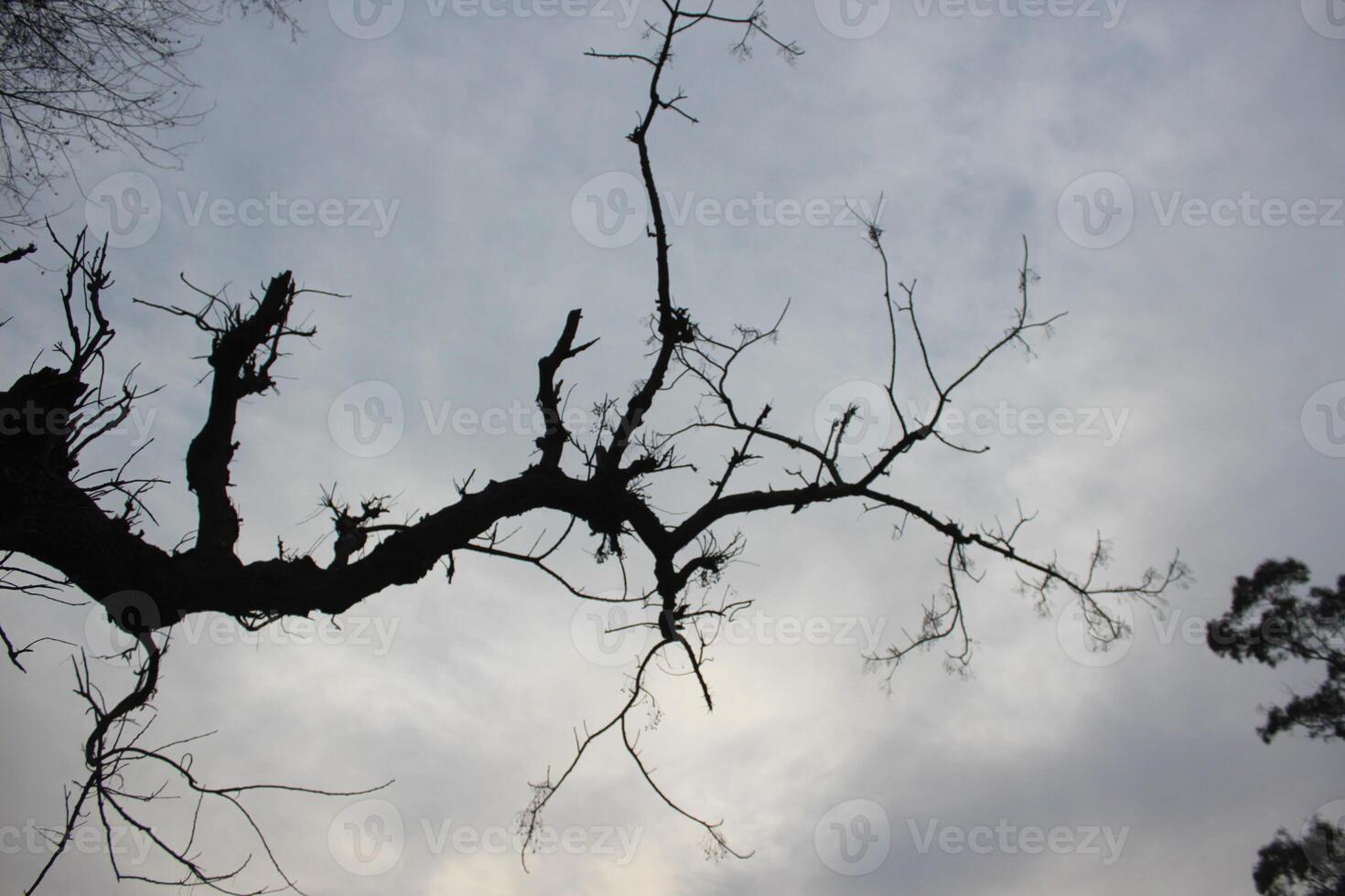 A tree with no leaves and a cloudy sky photo