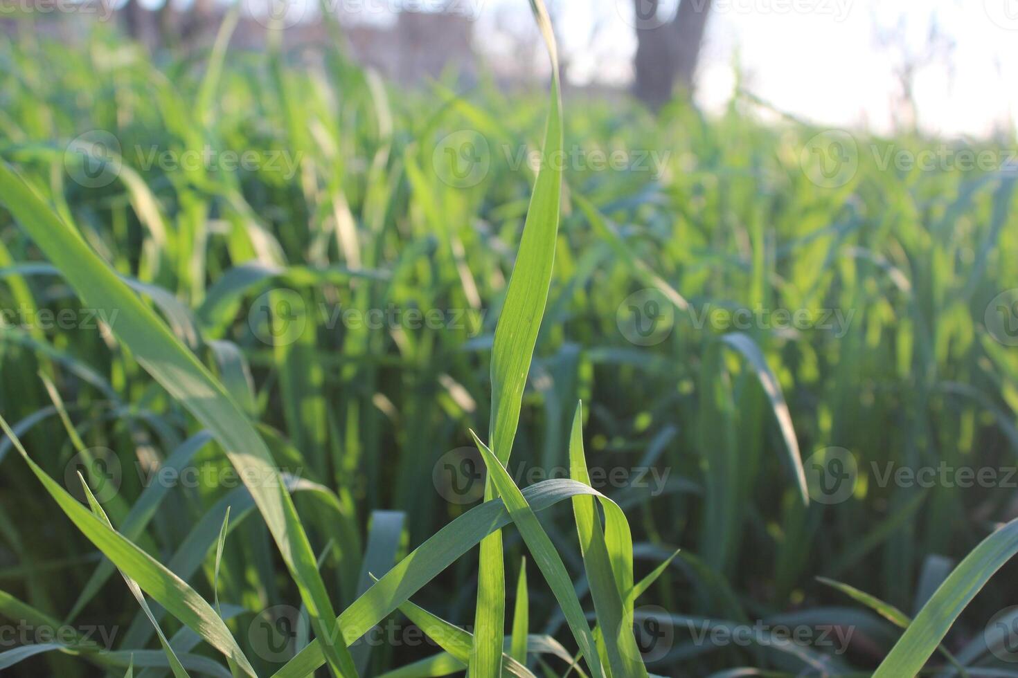 A close up of a field of grass photo