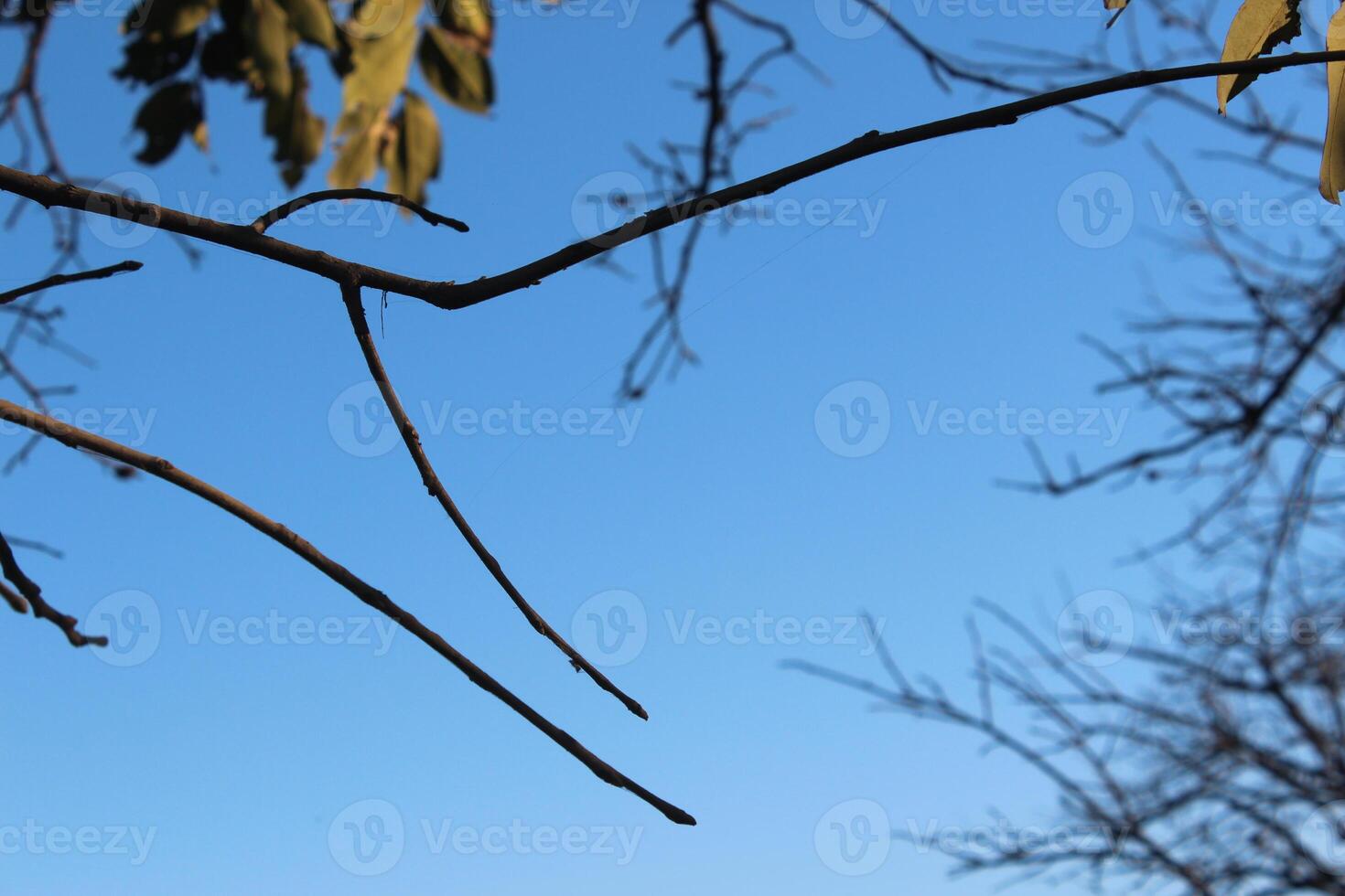 A tree with no leaves photo