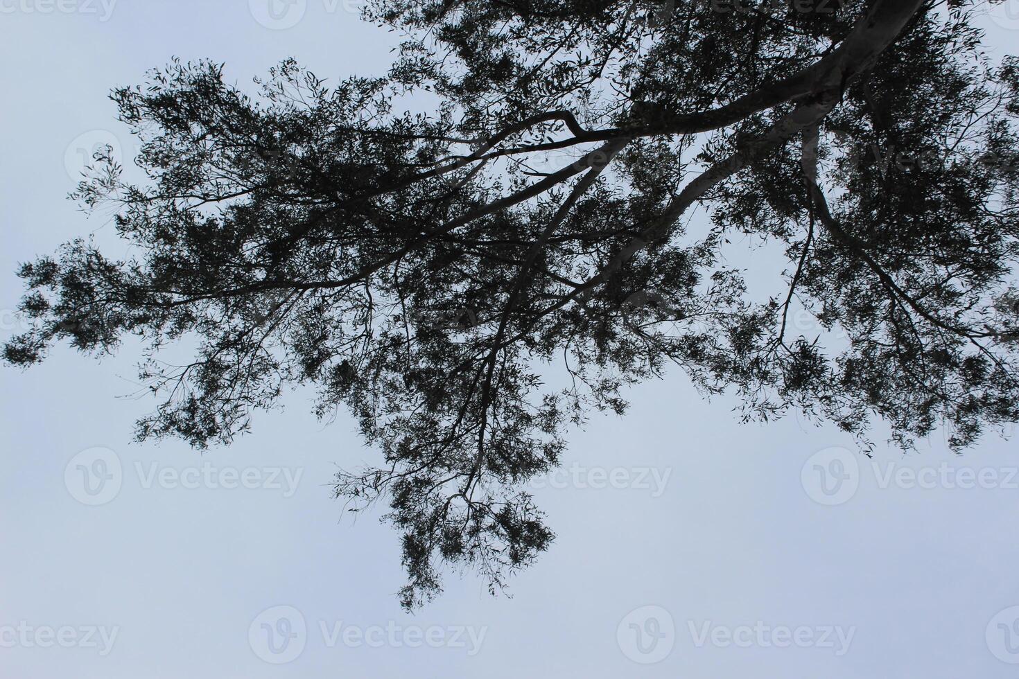 A tree with a sky background photo