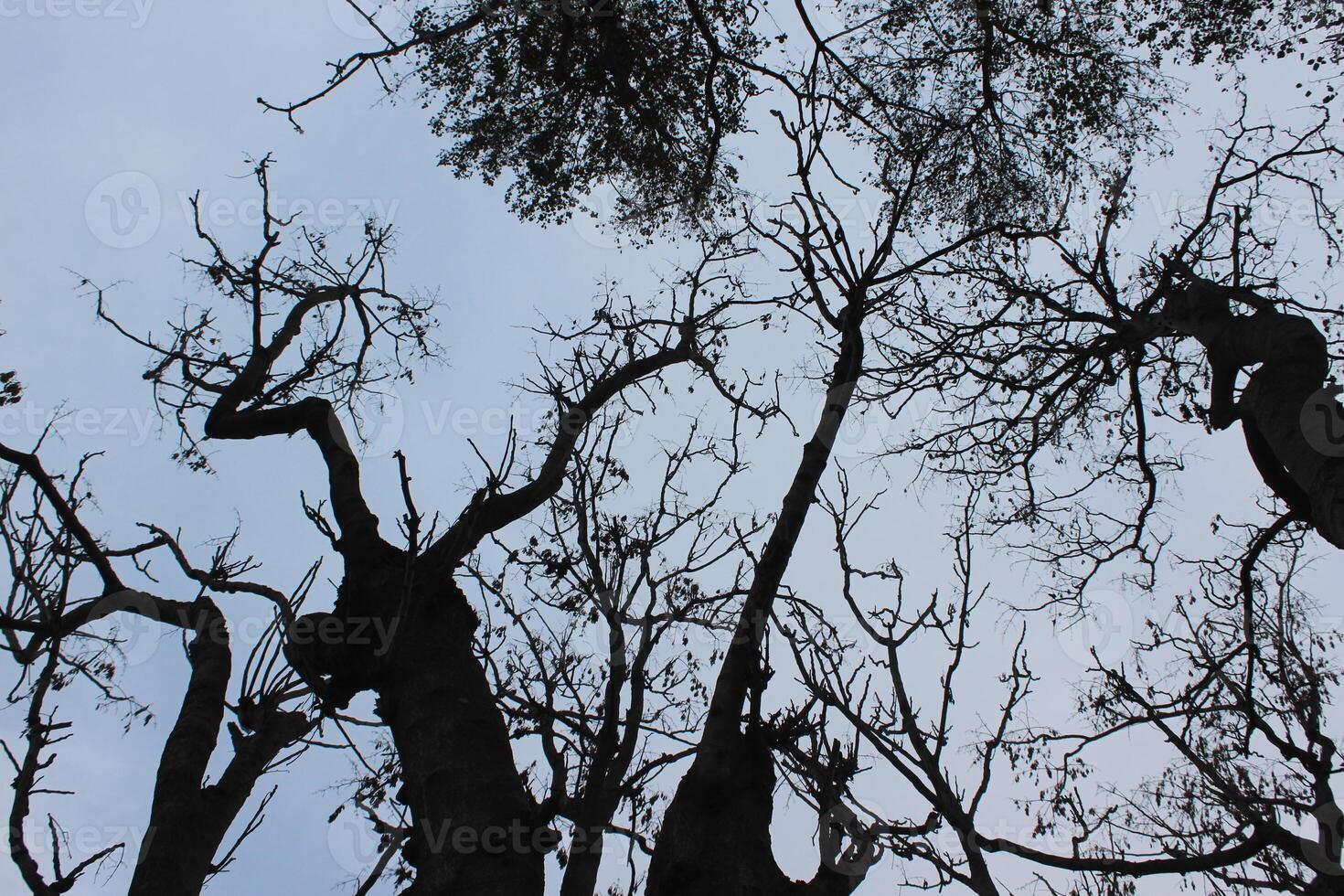 A group of trees with no leaves photo