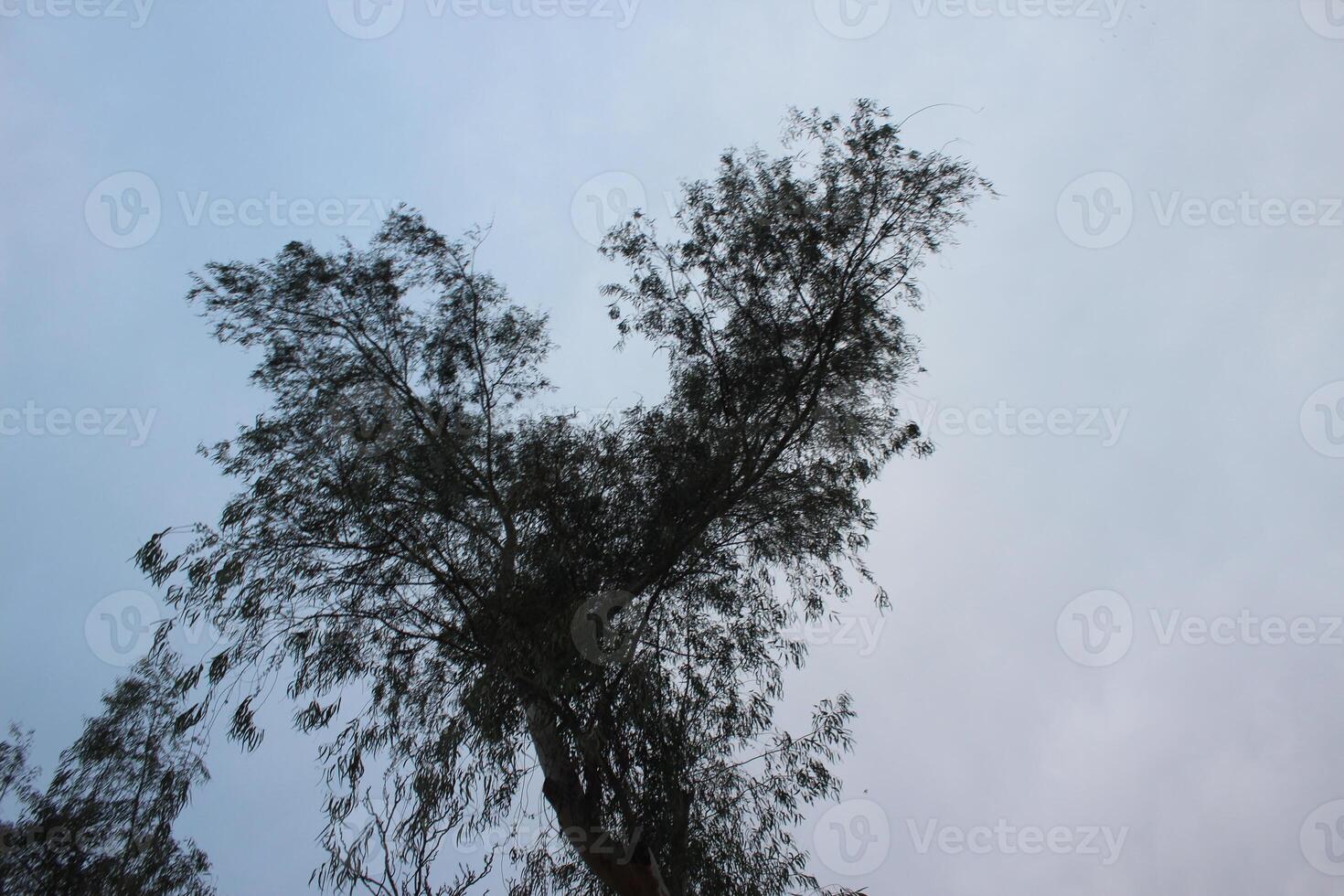 A tree with a bird flying in the sky photo