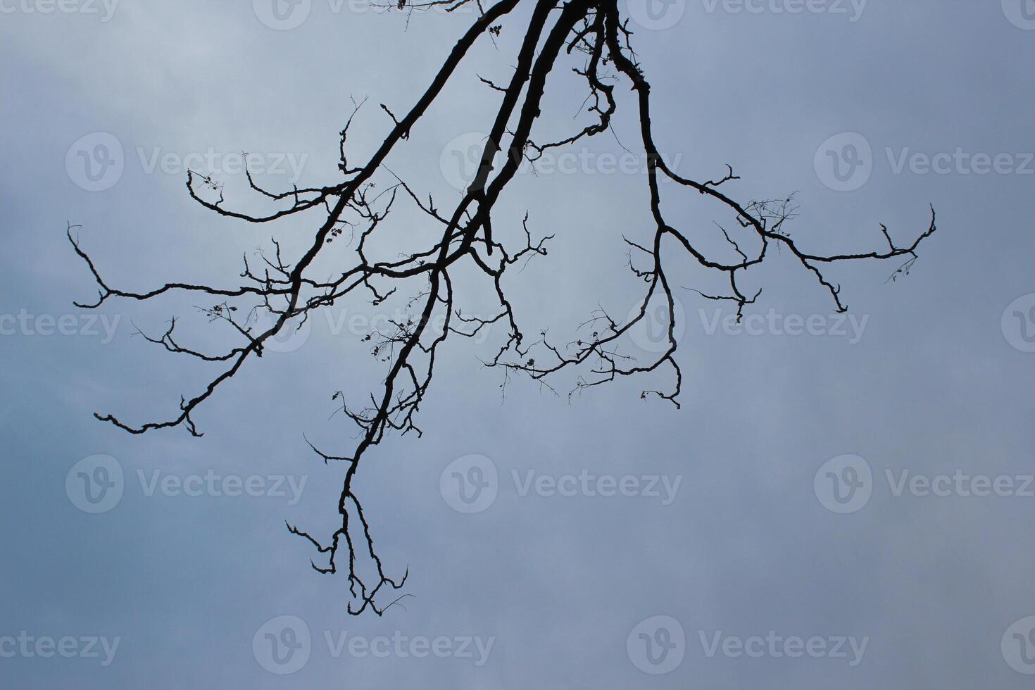 A tree with no leaves in the sky photo