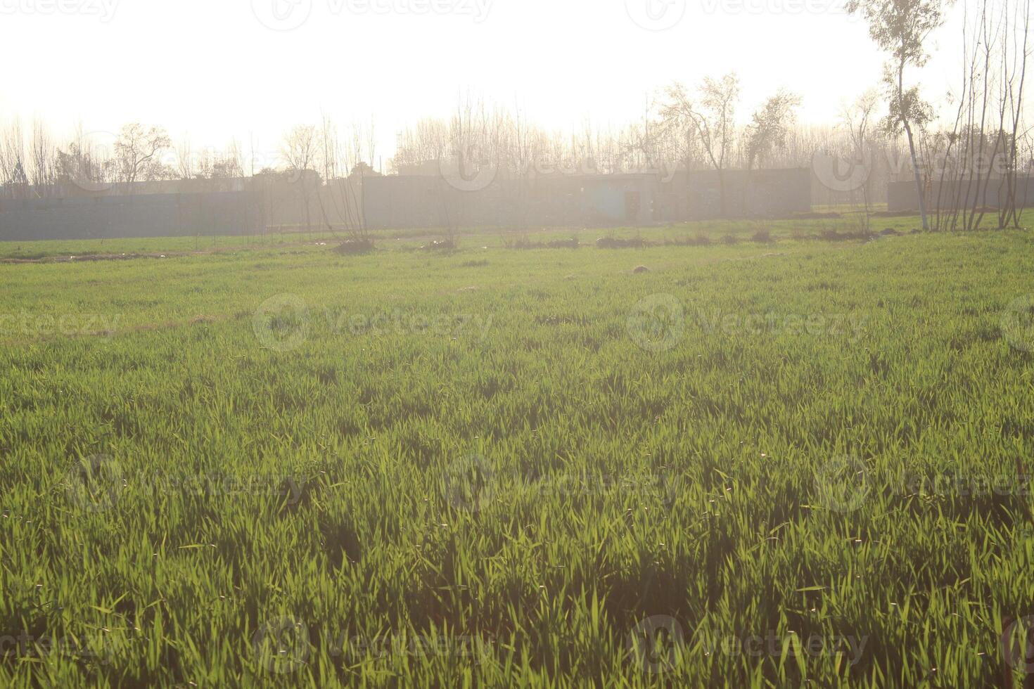 A field with a cow in it photo