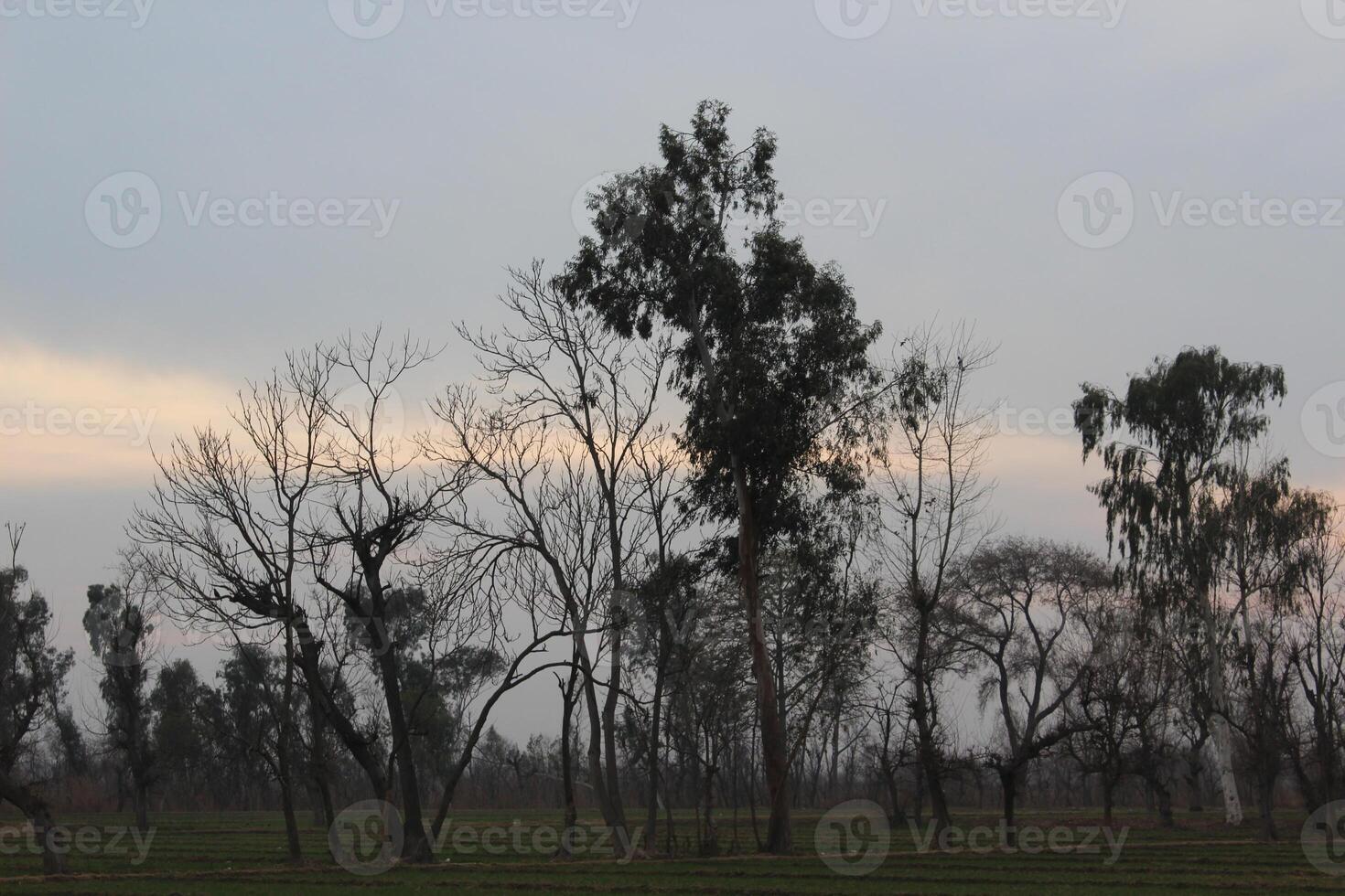 A field with trees and grass in the background photo