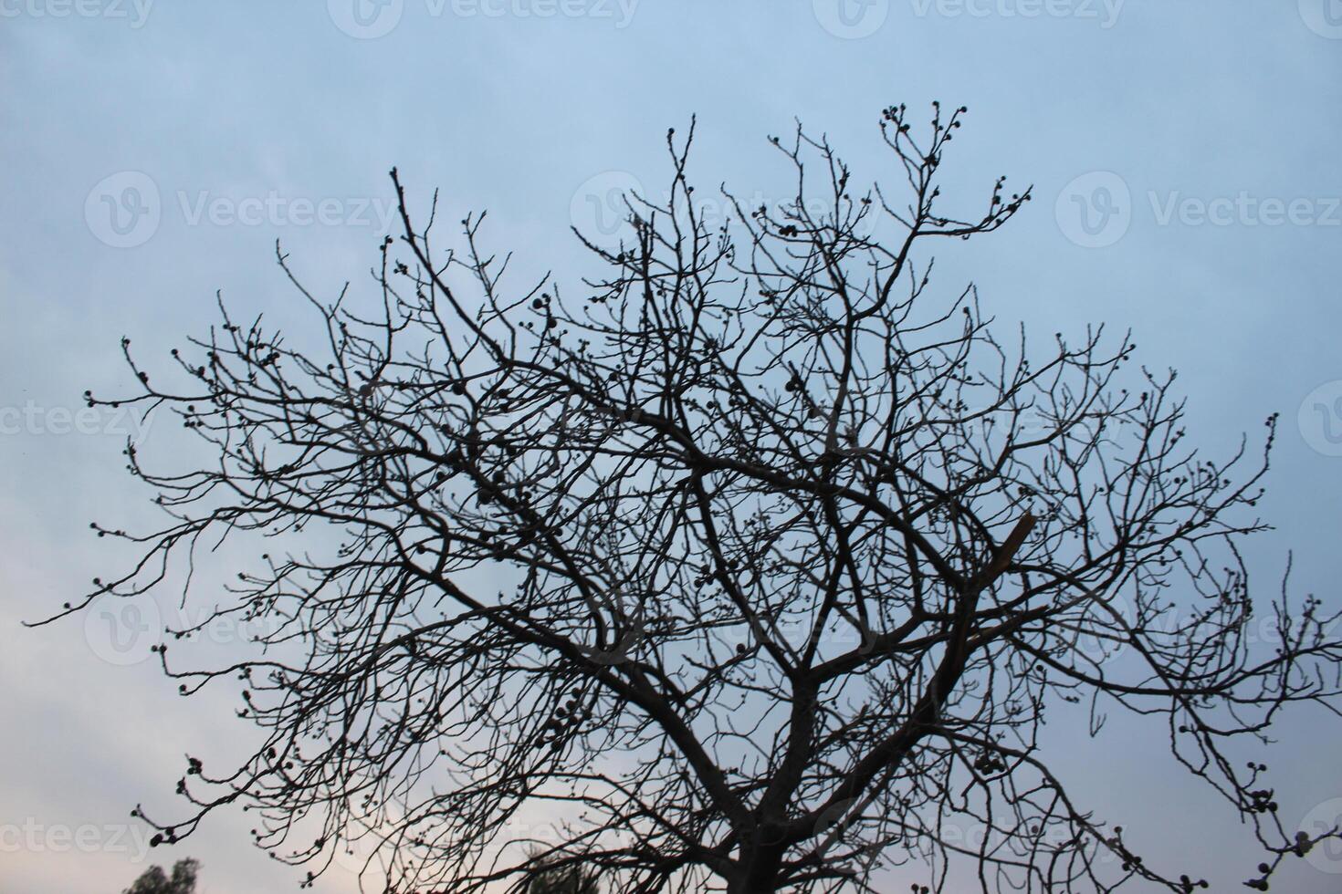 A tree with no leaves and a bird flying photo