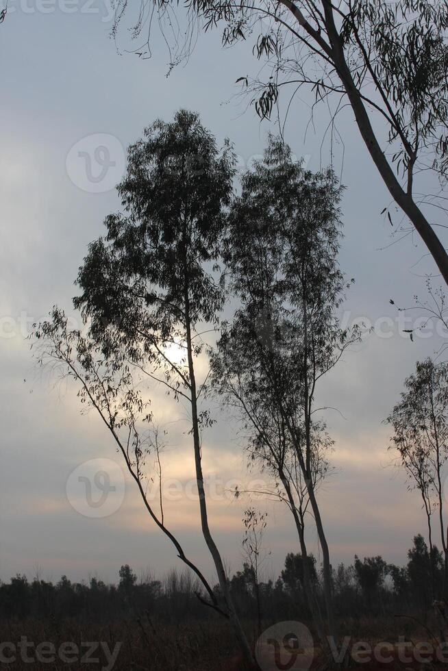 A group of trees photo