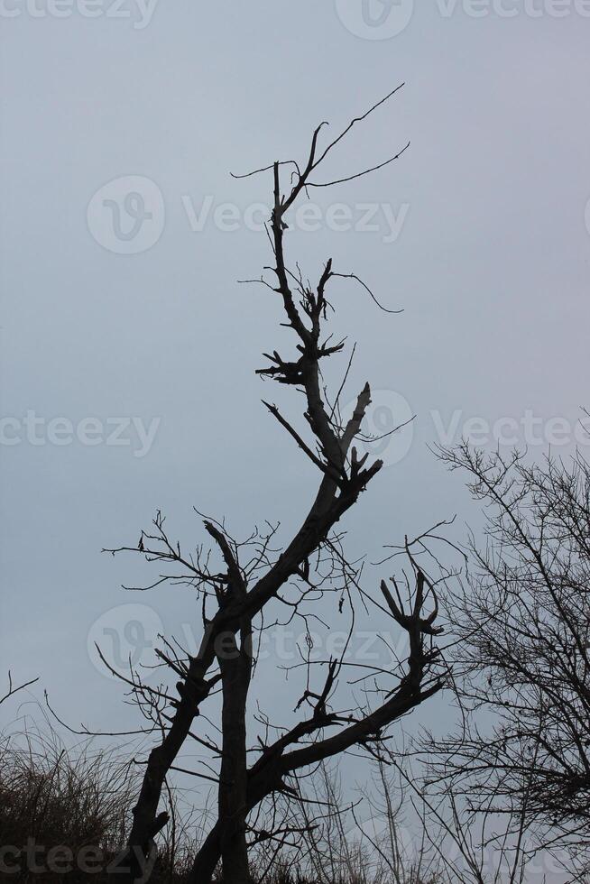 A tree with no leaves and a sky background photo