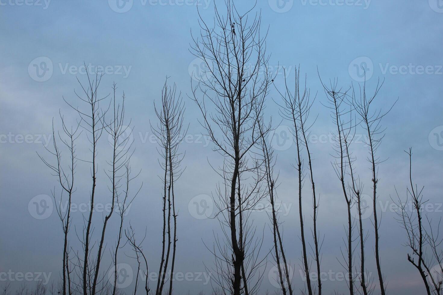 A group of trees in the middle of a field photo