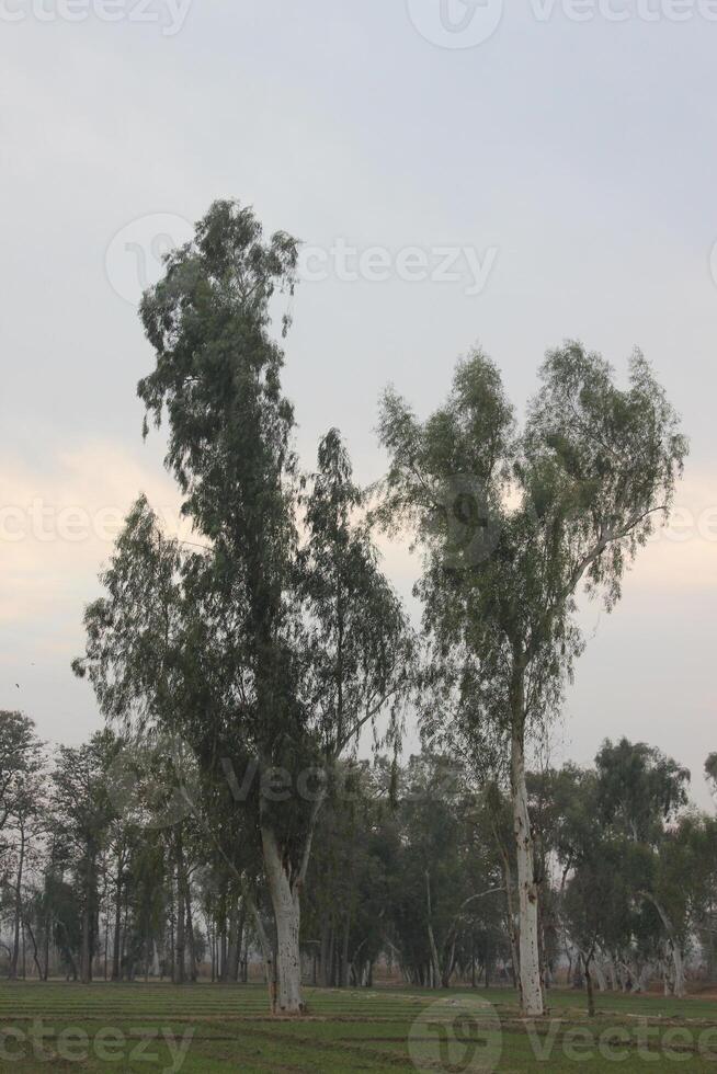A field with a few trees and a horse photo