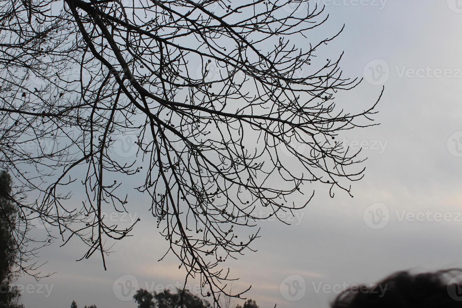 A person flying a kite in the sky photo