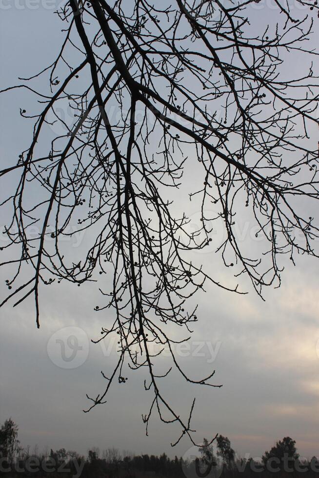 A tree with no leaves in the sky photo