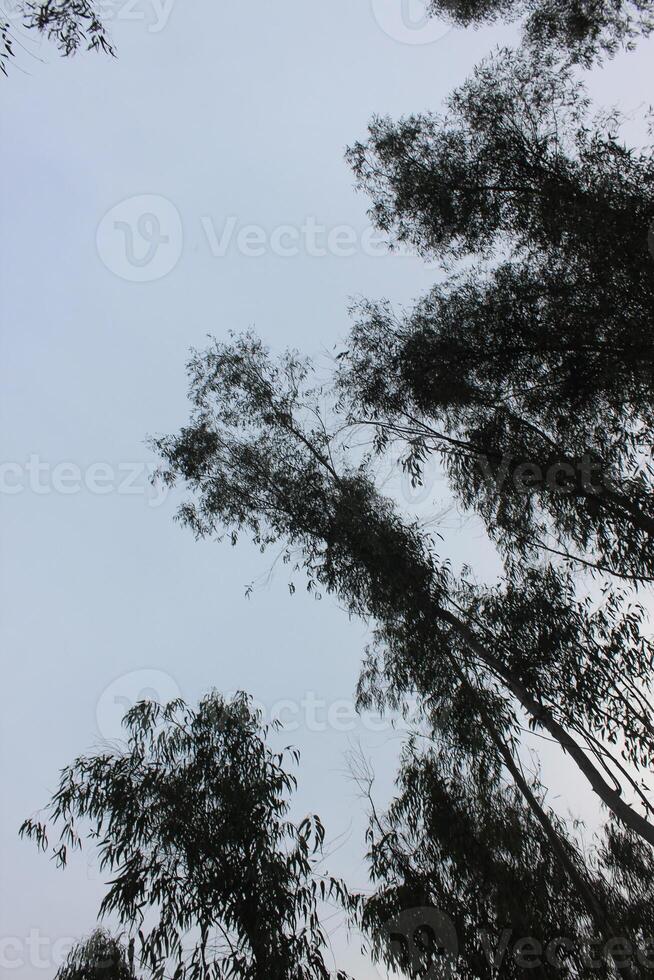 A plane flying through the sky with trees in the background photo