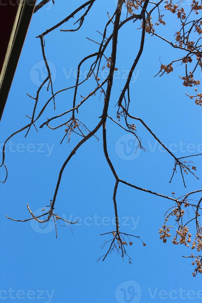 A bird is sitting on a branch of a tree photo