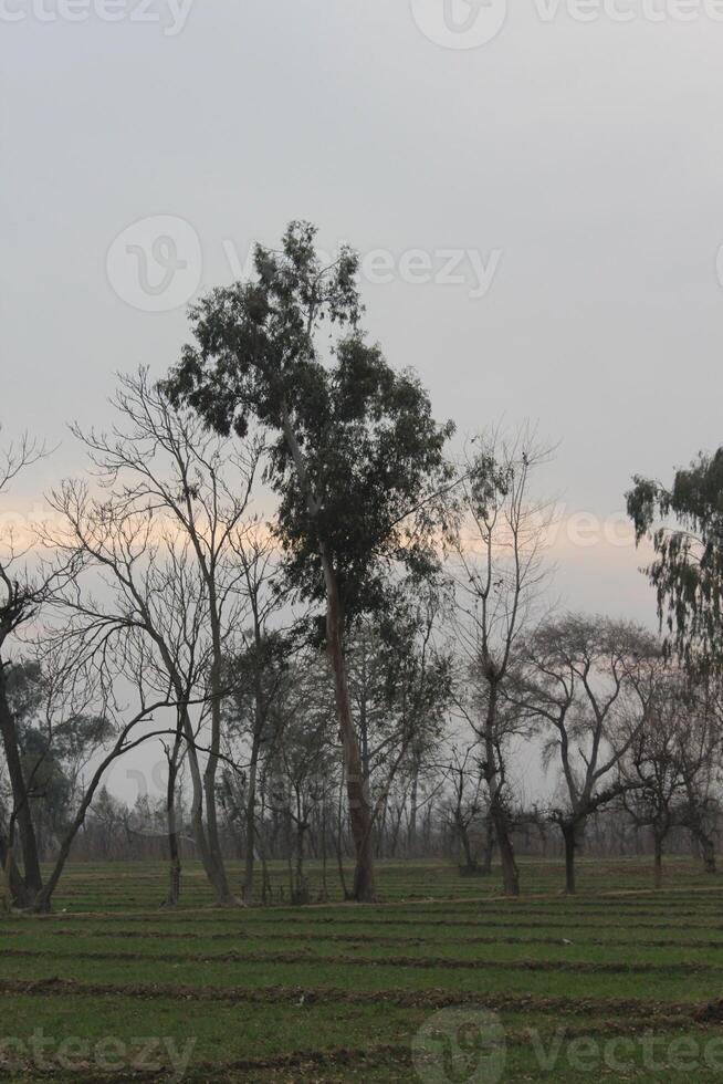 A field with trees and grass photo