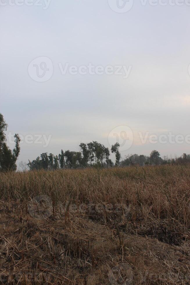 A field with a few trees and a sky photo