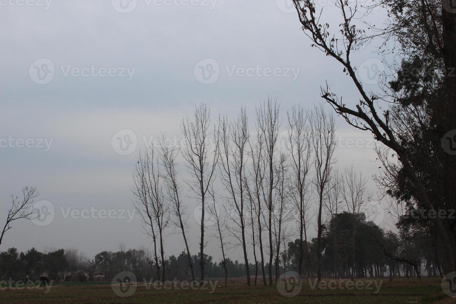 A field with trees and a kite flying in it photo