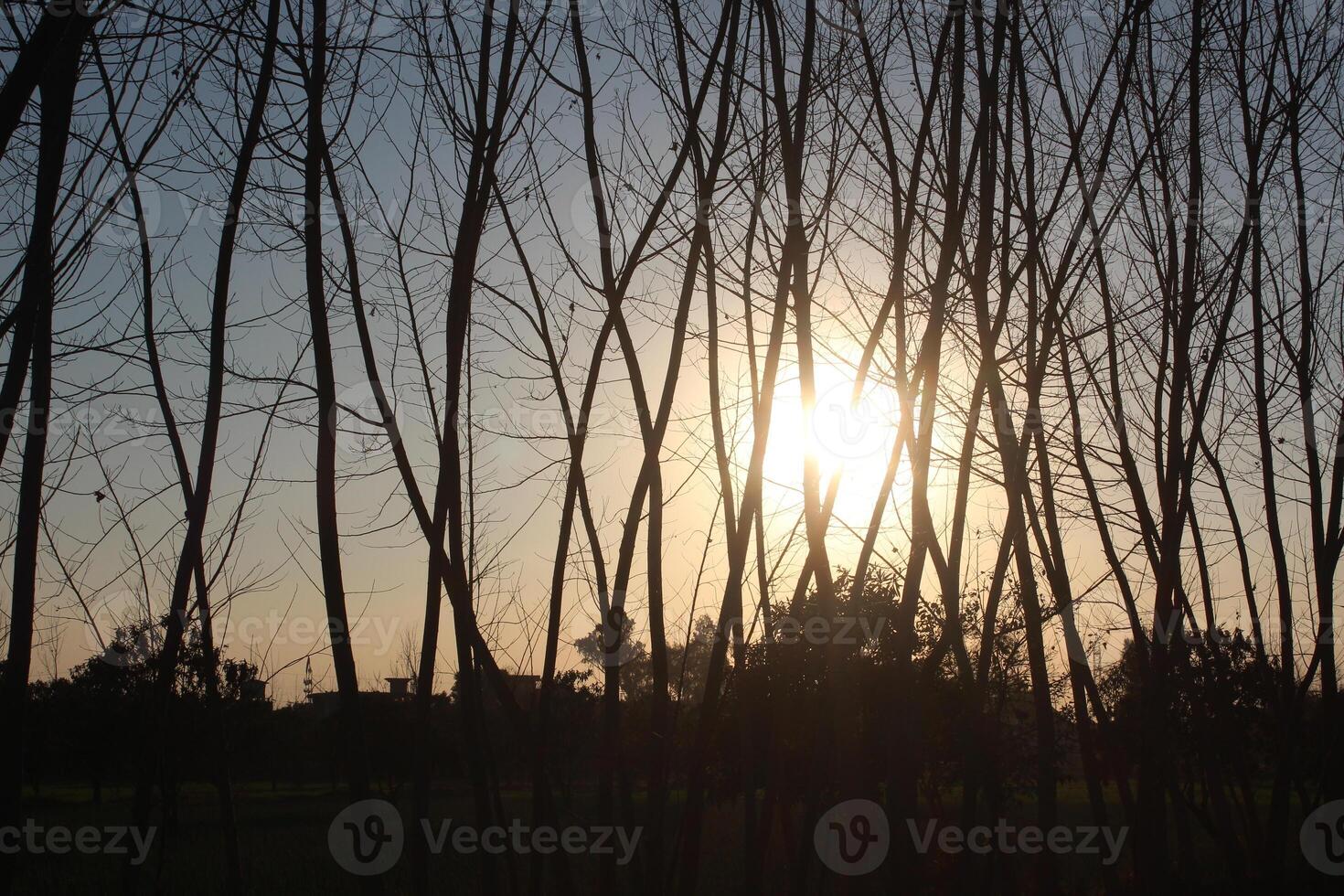 A sunset behind a bunch of trees photo