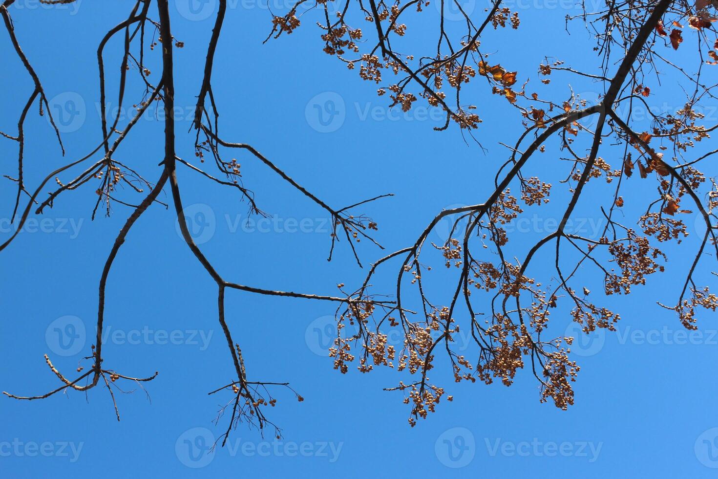 A tree with no leaves and no branches photo