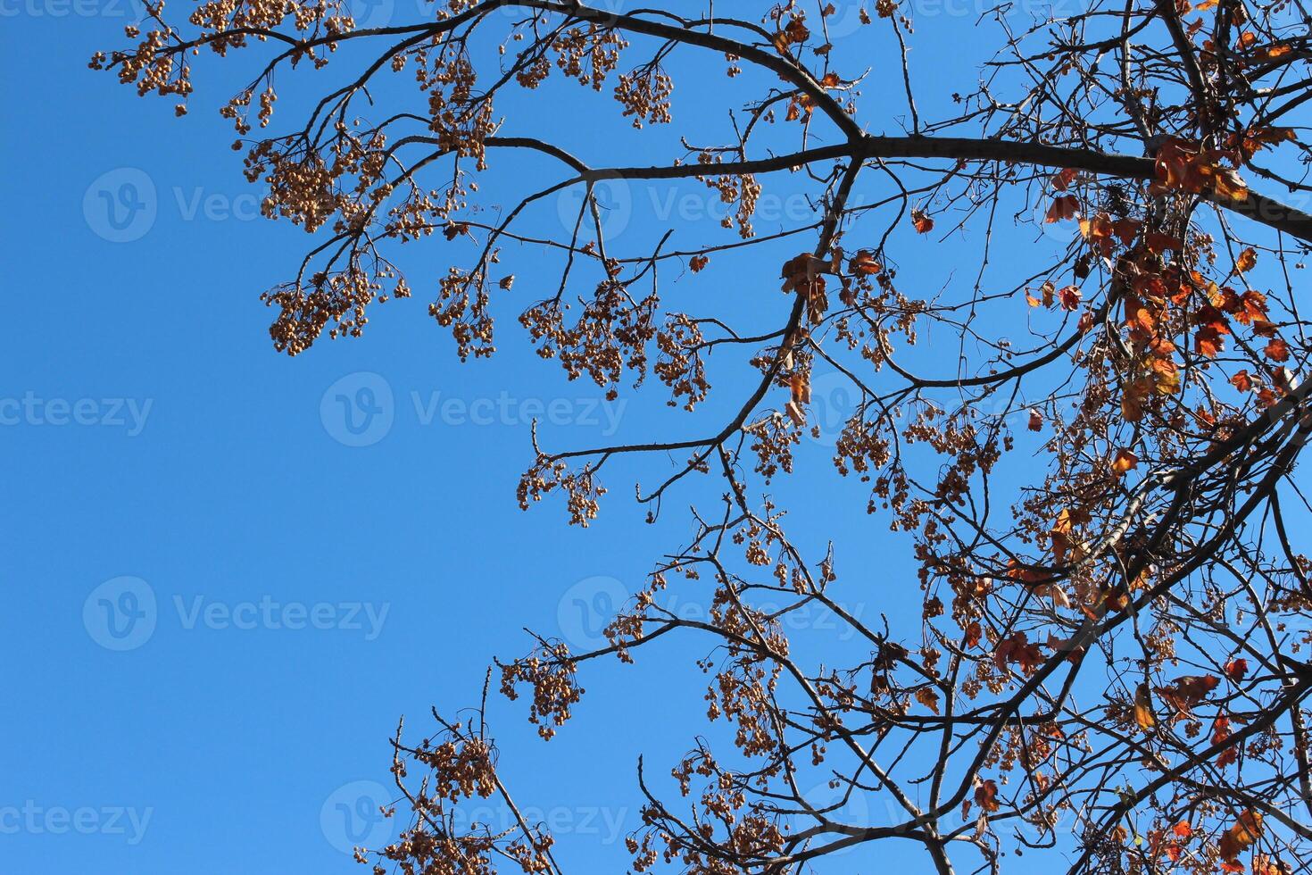 A tree with leaves and no leaves photo
