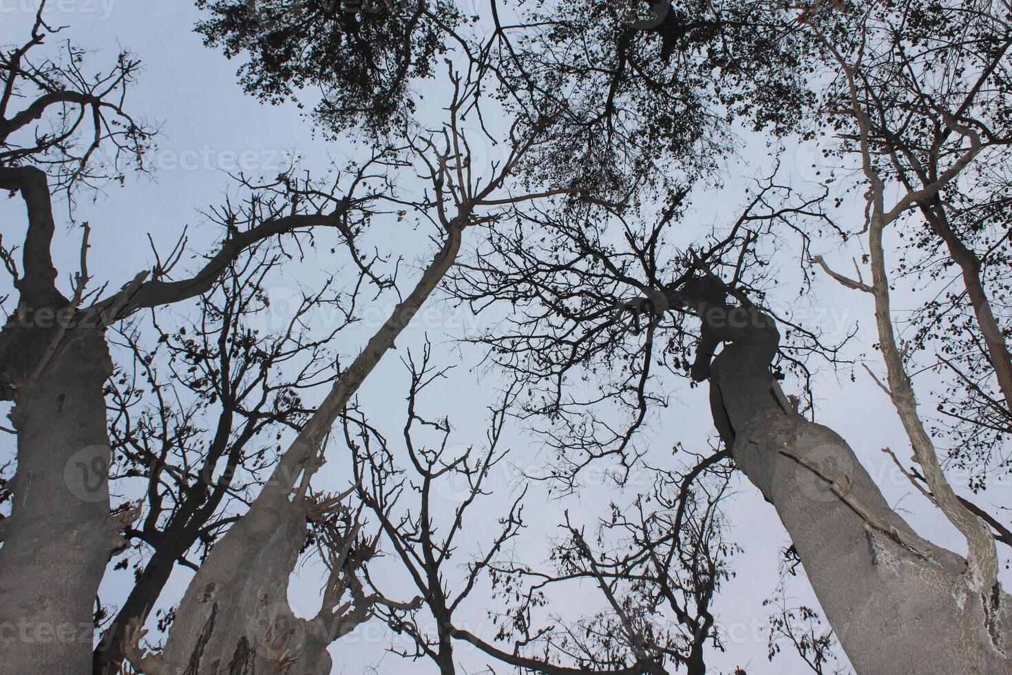 A group of trees with no leaves photo