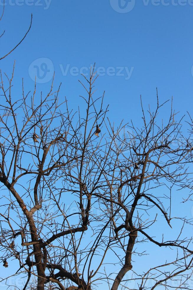 A bird is flying in the sky photo