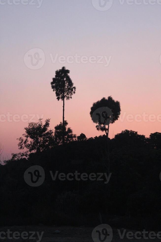 The silhouette of two trees at sunset photo