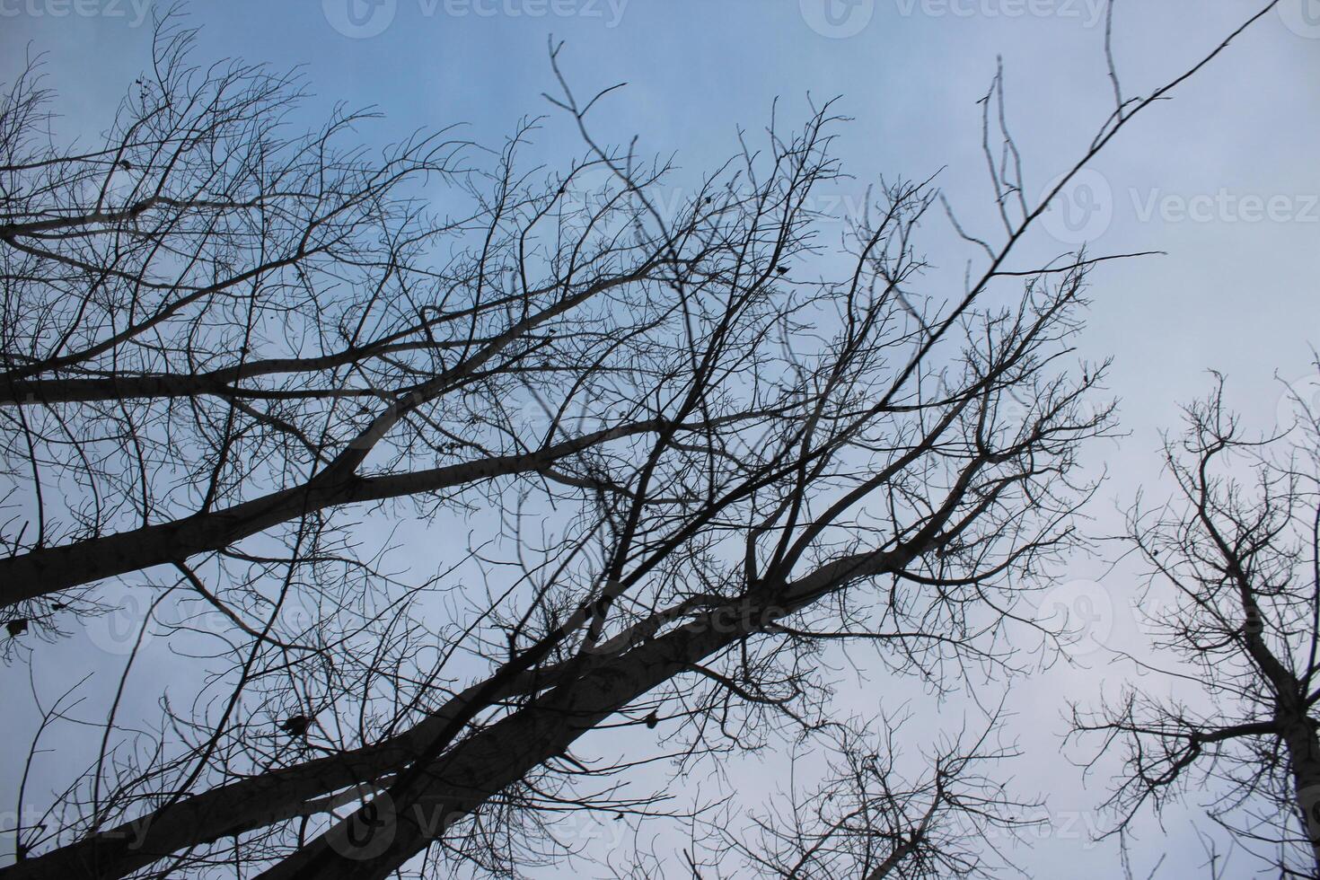 A view of a tree with no leaves photo