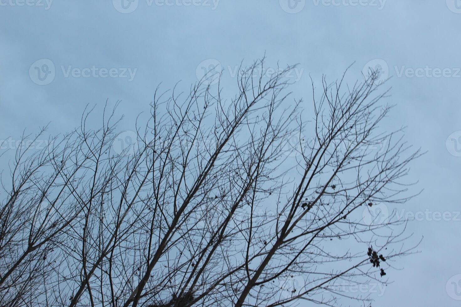 A plane flying in the sky with a bird on it photo