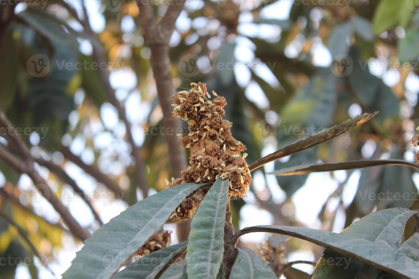 A close up of a tree with flowers on it. photo