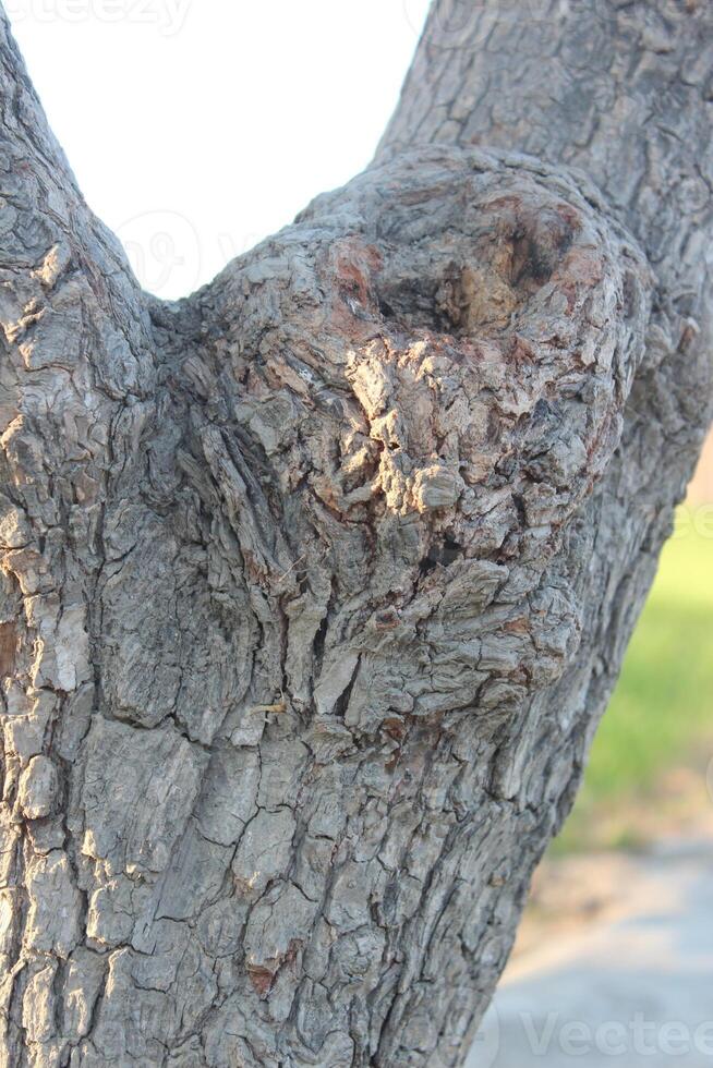 A close up of a tree trunk with a bird on it photo