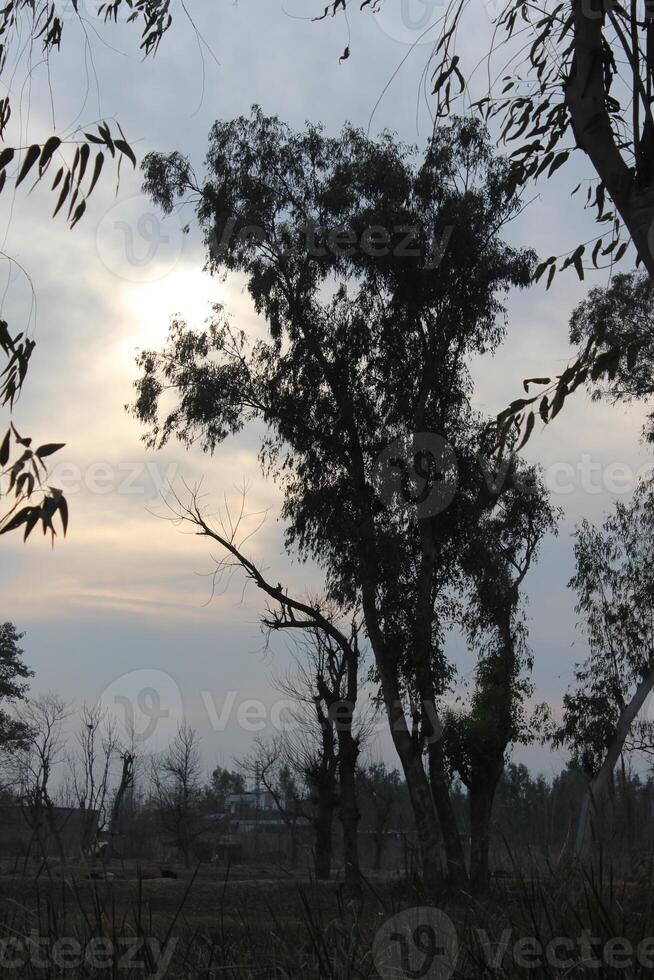 A large tree with leaves photo